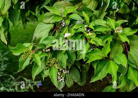 Bianco delicato fiore di Cornus alba arbusto, noto come rosso abbaiato, bianco o Siberiano dogwood, e foglie verdi in un giardino in un sole primavera giorno beautiff Foto Stock