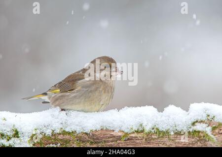 Verdfinch in piedi su ramo coperto di neve durante la nevicata Foto Stock