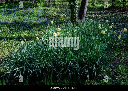 Gruppo di delicati fiori bianchi e gialli di naffodil in piena fioritura con erba verde sfocata, in un giardino di primavera soleggiato, bella floreale all'aperto b Foto Stock