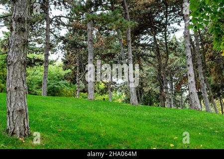 Molti grandi tronchi di pino e erba verde vivida in un giardino durante una giornata di sole autunno, bella sfondo all'aperto fotografato con fuoco morbido Foto Stock