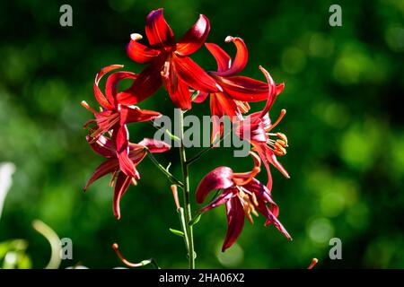 Primo piano di delicati fiori di giglio rosso scuro in piena fioritura su una superficie d'acqua in un giardino estivo, bello sfondo floreale all'aperto fotografato w Foto Stock