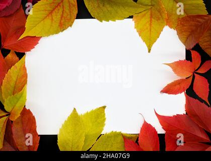 Composizione autunnale. Foglie di uva selvaggia, rosso e giallo brillante, foglio bianco bianco bianco bianco bianco bianco. Sfondo nero, spazio libero per il testo, immagine, vista dall'alto. Foto Stock