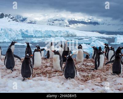 Gentoo Penguin, Pygoscelis papua, nidificante sull'Isola di Cuverville, Penisola Antartica, Antartide Foto Stock