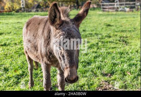 Ritratto di un asino nel prato. Foto Stock