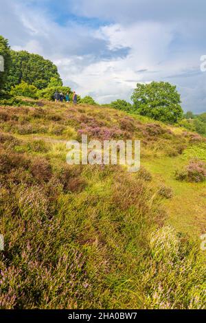 Rebild: Rebild National Park, Heath, a Rebild Bakker, Jylland, Jutland, Danimarca Foto Stock