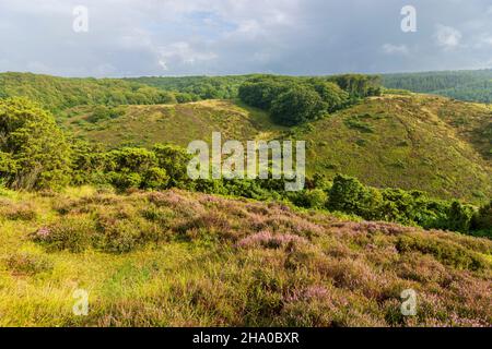 Rebild: Rebild National Park, Heath, a Rebild Bakker, Jylland, Jutland, Danimarca Foto Stock