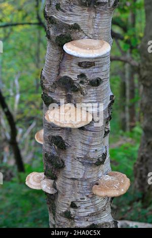 Fomitopsis betulina, polipo di betulla, staffa di betulla, o strop di rasoio. Un fungo comune della staffa che cresce su alberi di betulla. South Yorkshire, Inghilterra, Regno Unito. Foto Stock