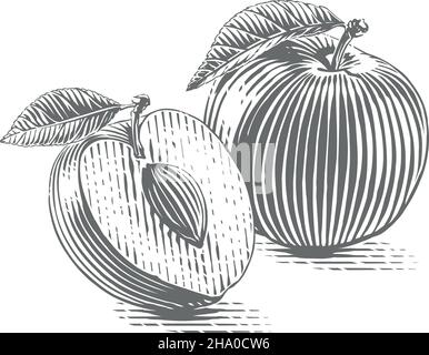 Disegno a mano Plum disegno disegno incisione stile illustrazione Illustrazione Vettoriale