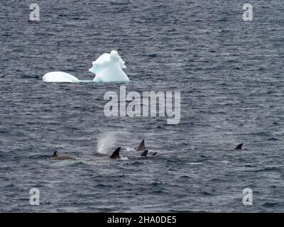 Tipo B2 balena killer, Orcinus orca nello stretto di Gerlache, Antartide Foto Stock