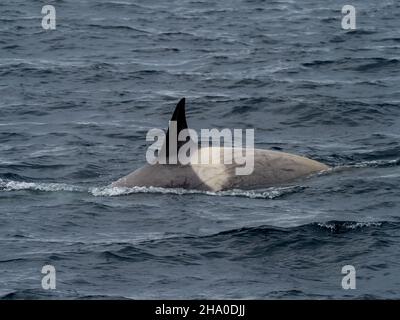 Tipo B2 balena killer, Orcinus orca nello stretto di Gerlache, Antartide Foto Stock