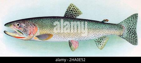 Alaska - Oncorhynchus clarkii - 1907 Foto Stock