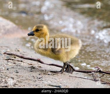 Canadian baby gosling primo piano profilo vista camminare sul bordo di acqua nel suo ambiente e habitat. Canada Goose Image. Immagine. Verticale. Foto. Foto Stock