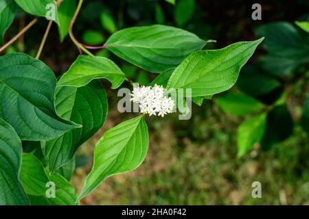 Bianco delicato fiore di Cornus alba arbusto, noto come rosso abbaiato, bianco o Siberiano dogwood, e foglie verdi in un giardino in un sole primavera giorno beautiff Foto Stock