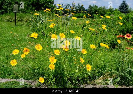 Molti fiori di Coreopsis giallo vivido comunemente conosciuto come calliopsis o seme di tickseed e piccole foglie verdi sfocate in un giardino estivo soleggiato, ou naturale fresco Foto Stock