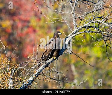 L'Aquila giovanile Bald arroccata con uno sfondo sfocato autunno nel suo ambiente e habitat circostante e mostra il suo piumaggio marrone scuro. Foto Stock