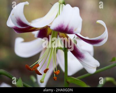 Un grande fiore di giglio preso in primo piano. Un bel fiore su uno sfondo sfocato. Foto Stock