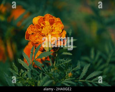 Fiore di Marigold, primo piano. Un luminoso fiore arancione vellutato. Foto Stock