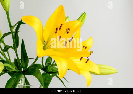 Vivace delicato giallo giorno giglio o fiori Lilium in piena fioritura in un giardino estivo, bello sfondo floreale esterno fotografato con soft focus Foto Stock