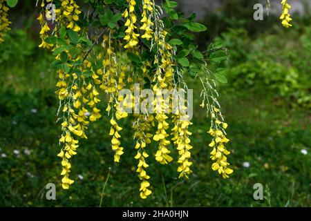 Albero con fiori gialli di Laburnum anagyroides, il laburnum comune, catena d'oro o pioggia d'oro, in piena fioritura in un giardino di primavera soleggiato, bello Foto Stock