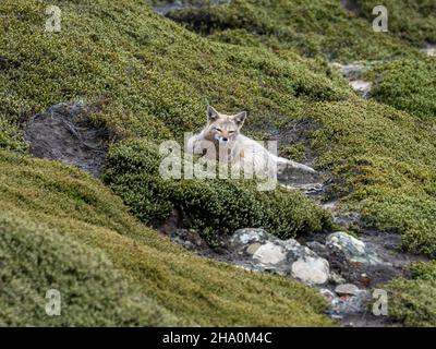 Volpe grigia sudamericana, Lycalopex griseus, un predatore introdotto su Beaver Island, Falklands Foto Stock