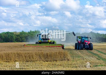 Hjoerring: Campo, mietitrebbiatrice di Claas, trattore, in , Jylland, Jutland, Danimarca Foto Stock