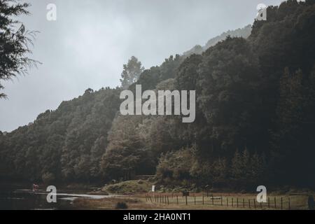 foresta nuvoloso giorno vacanza Foto Stock