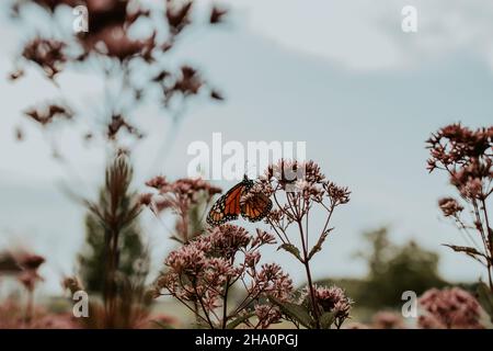 Una farfalla monarca arancione che sale su un rametto di fiori in un giardino Foto Stock