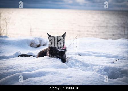 Cane nero che lecca il naso nella neve con sfondo sognante Foto Stock
