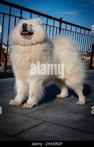 Samoyed godendo del sole di aprile Foto Stock