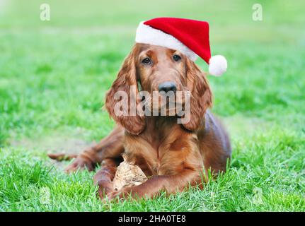 Carino felice natale festa santa cucciolo cane cane giocare in erba Foto Stock