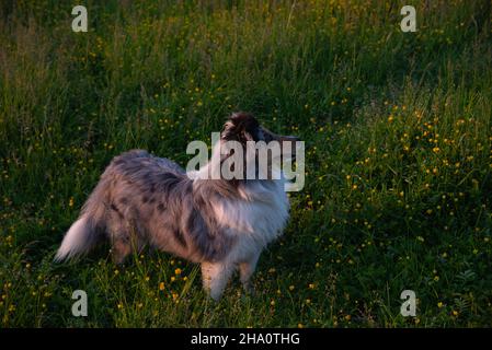 Shetland pecora cane e centro commerciale giallo farfalle fiori Foto Stock