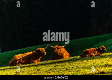 Mucche delle Highland e bovini neri lungo Rennweg alla stazione di Mddle di Obersalzbergbahn, Berchtesgaden, alta Baviera, Germania meridionale, Europa Foto Stock