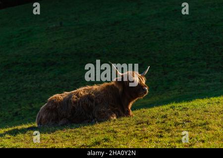 Mucche delle Highland e bovini neri lungo Rennweg alla stazione di Mddle di Obersalzbergbahn, Berchtesgaden, alta Baviera, Germania meridionale, Europa Foto Stock