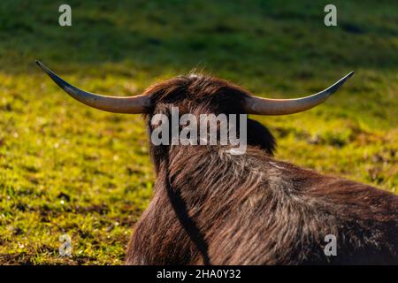 Mucche delle Highland e bovini neri lungo Rennweg alla stazione di Mddle di Obersalzbergbahn, Berchtesgaden, alta Baviera, Germania meridionale, Europa Foto Stock