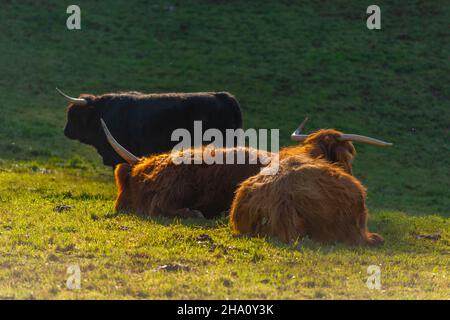 Mucche delle Highland e bovini neri lungo Rennweg alla stazione di Mddle di Obersalzbergbahn, Berchtesgaden, alta Baviera, Germania meridionale, Europa Foto Stock