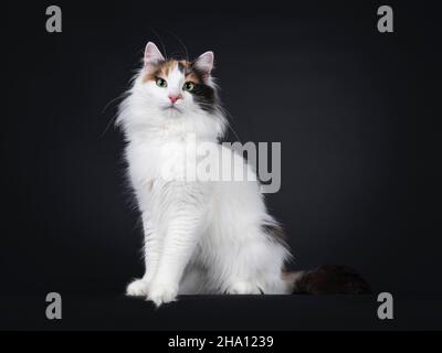 Adulto tortie turco Van Cat, seduta modi laterali. Guardando verso la fotocamera con occhi verdi ipnotizzanti. Isolato su sfondo nero. Foto Stock