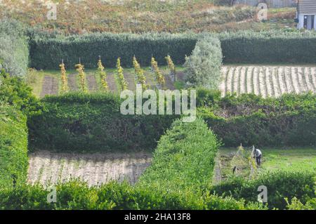 Campi stretti con siepi protettivi del pitosporum a St Martin un'isola nelle isole dell'arcipelago di Scilly, Cornovaglia.UK Foto Stock