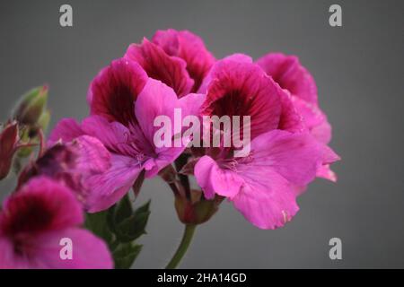 primo piano di pelargonio lara, comunemente noto come gerani, pelargonium, o storksbils, con sfondo fuori fuoco Foto Stock