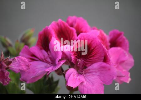 primo piano di pelargonio lara, comunemente noto come gerani, pelargonium, o storksbils, con sfondo fuori fuoco Foto Stock