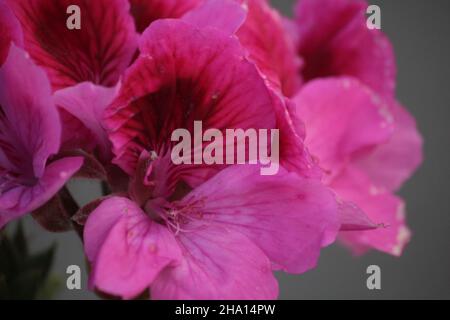 primo piano di pelargonio lara, comunemente noto come gerani, pelargonium, o storksbils, con sfondo fuori fuoco Foto Stock