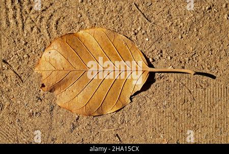 Foglia asciugata nel terreno Foto Stock