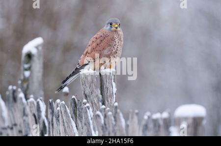 Berlino, Germania. 09th Dic 2021. 09.12.2021, Berlino. Un gheppio (Falco tinnunculus) si trova su un vecchio recinto di legno in una giornata invernale. Credit: Wolfram Steinberg/dpa Credit: Wolfram Steinberg/dpa/Alamy Live News Foto Stock