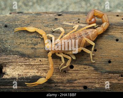 Scorpione rosso indiano altamente venoso (tamolo di Hottentotta) strisciante su legno con pedipalpi estesi Foto Stock