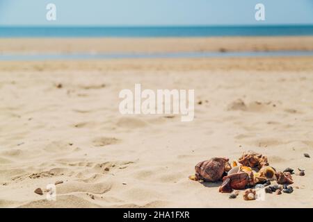 Sulla sabbia dorata di Sea Beach si trovano molte conchiglie diverse. Decorazioni naturali Foto Stock
