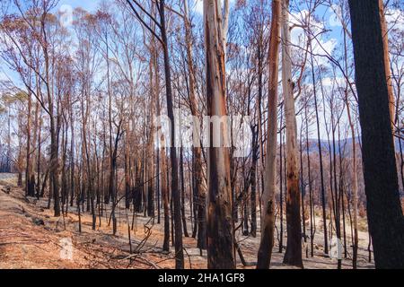 Paesaggio con alcuni alberi di eucalipto bruciati in Australia durante la luce del giorno Foto Stock