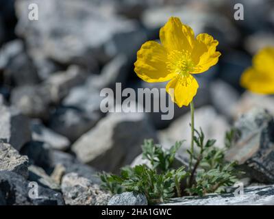 Un papavero alpino giallo (Papaver alpinum ssp. Rhaeticum) in una giornata di sole in estate, Alto Adige (Italia) Foto Stock