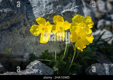 Un papavero alpino giallo (Papaver alpinum ssp. Rhaeticum) in una giornata di sole in estate, Alto Adige (Italia) Foto Stock