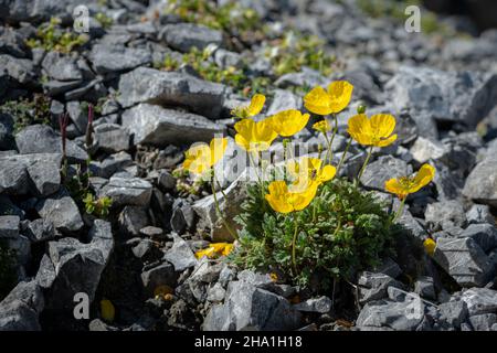 Un papavero alpino giallo (Papaver alpinum ssp. Rhaeticum) in una giornata di sole in estate, Alto Adige (Italia) Foto Stock