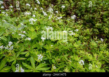 Collezione botanica, asperula odorata o pianta da fiore di paglia d'estate Foto Stock