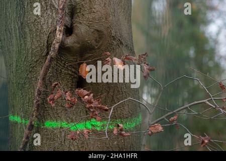 Wendover, Regno Unito. 9th dicembre 2021. Alberi segnati per abbattimento da HS2. HS2 Ltd hanno ora liberato il campo DI GUERRA di resistenza attiva di Wendover dove gli attivisti anti HS2 hanno vissuto per circa due anni e di fronte al campo precedente si stanno preparando a costruire un enorme composto HS2 dove una fabbrica di bentonite sarà situata. Gli abitanti di Wendover sono furiosi per l'impatto che HS2 sta avendo sulla campagna e habitat di fauna selvatica nella graziosa cittadina di mercato. La controversa ferrovia ad alta velocità 2 è estremamente sovraccarica e la parte orientale del progetto è stata recentemente annullata. Credit: Maureen McLean/Alamy Foto Stock